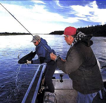 Pulling fish out of the river