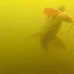 A Nushagak River Salmon taking a bite