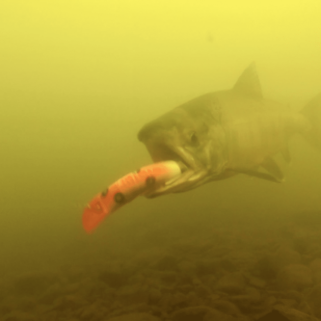 Nushagak Salmon taking a plug Alaska King Salmon