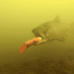 A salmon biting a plug underwater